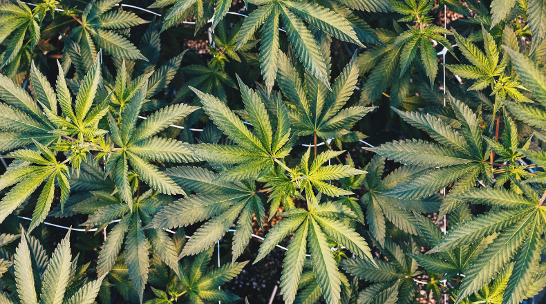 Is Hemp Sativa or Indica? The Real Answer