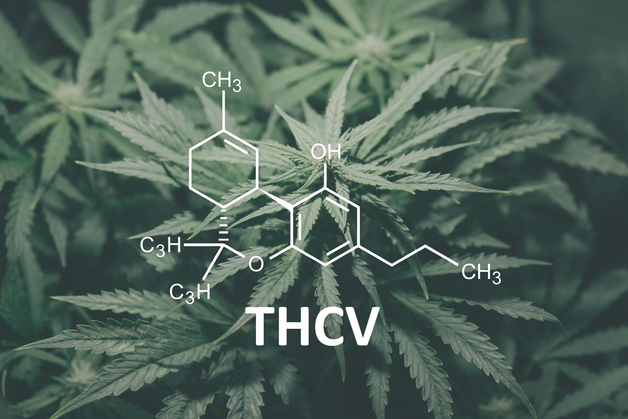 Does THCV Make You High? The Truth About This Unique Cannabinoid