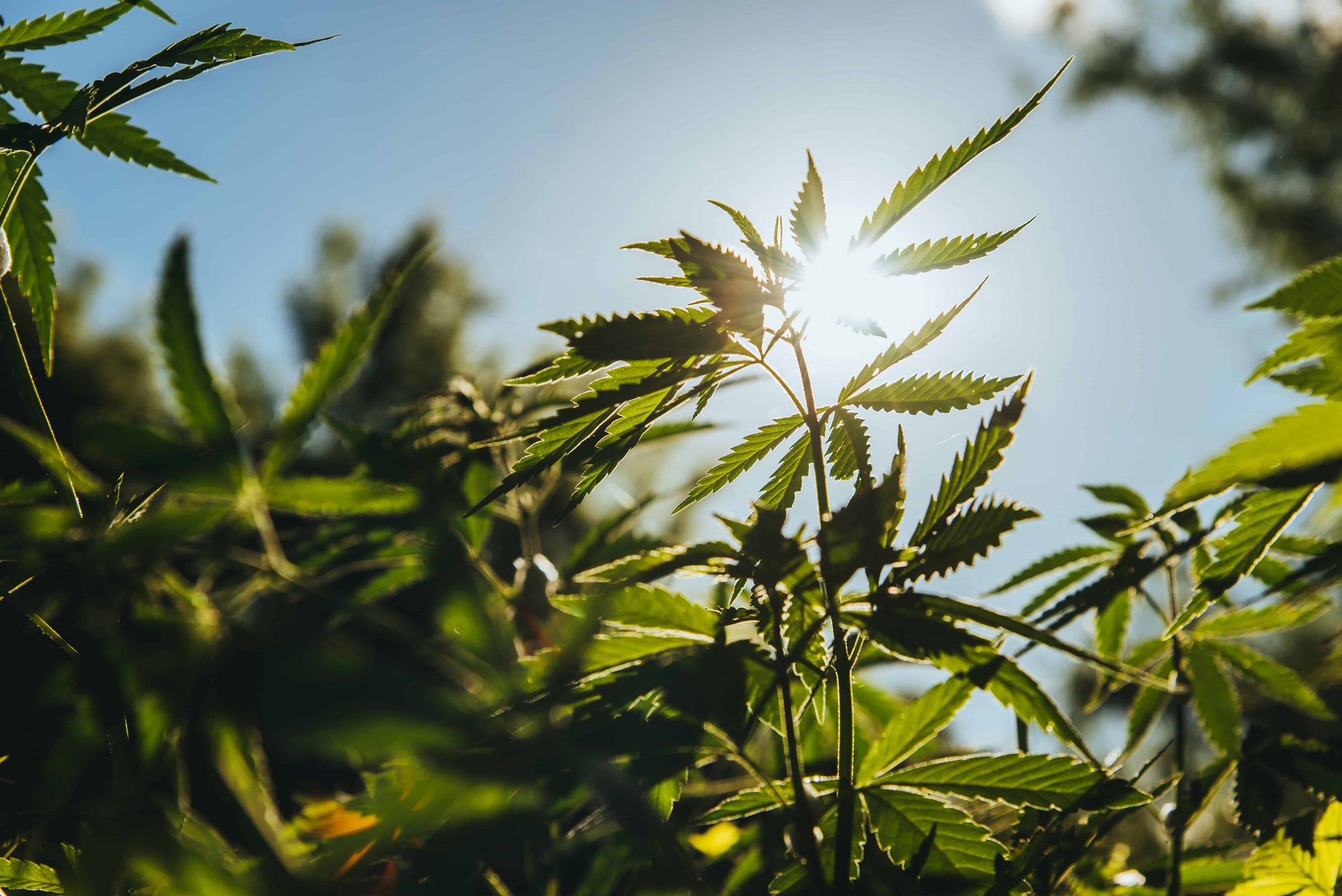 How Many Hemp CBD Gummies Can You Eat? Dosage Guide