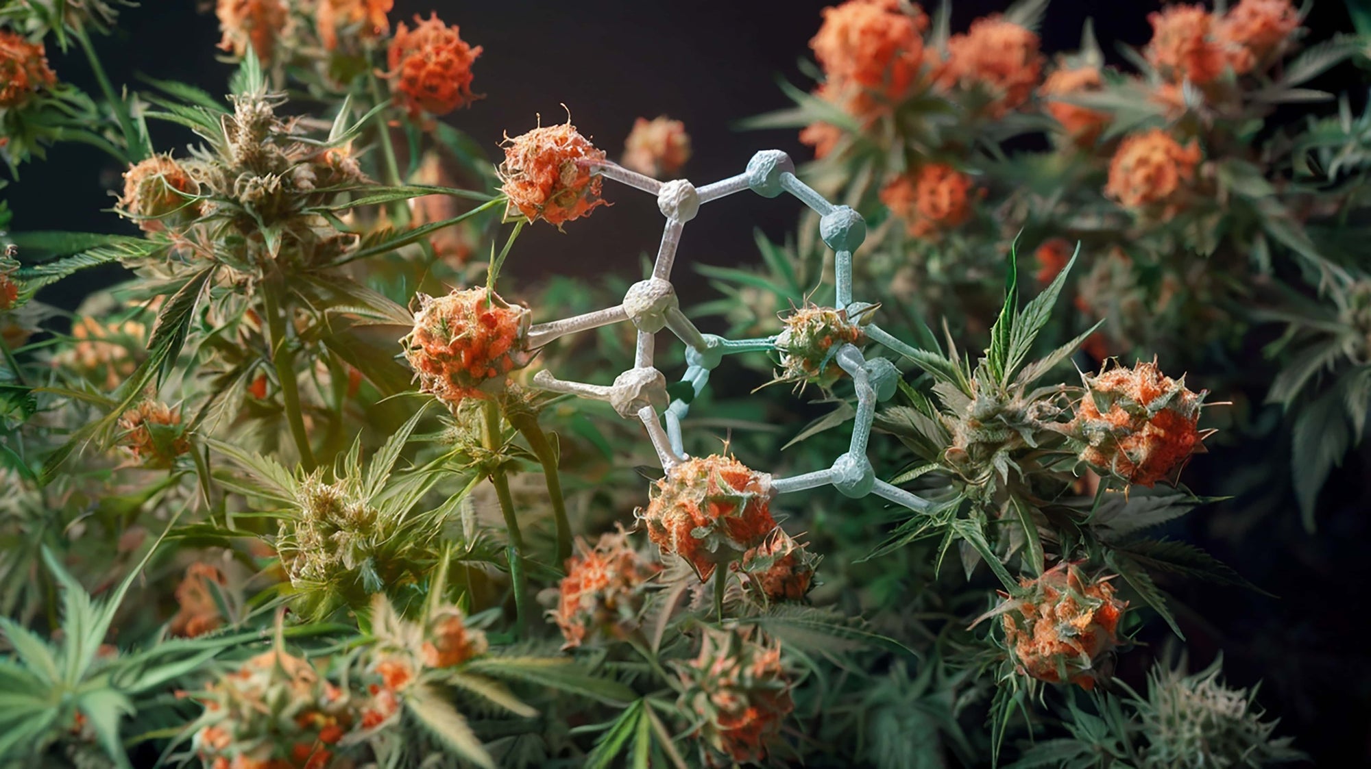 THCA vs. Delta-9 THC: Two Cannabinoids, Two Very Different Stories